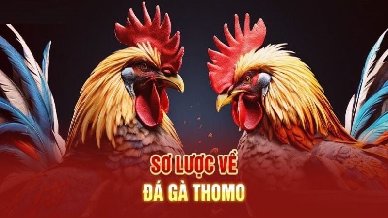 Đá gà thomo - Tựa game hấp dẫn tại đấu trường với phần thường khủng