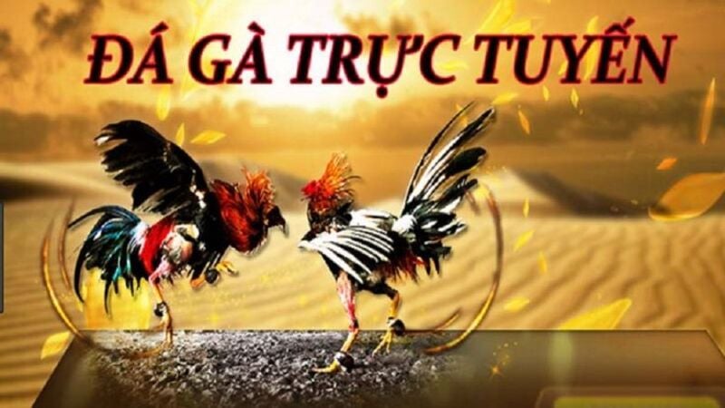 Đá gà trực tuyến - Tựa game lôi cuốn với chiến thuật đặc biệt