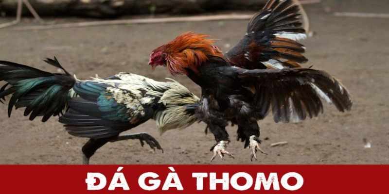 Đá gà thomo - Tựa game hấp dẫn tại đấu trường với phần thường khủng