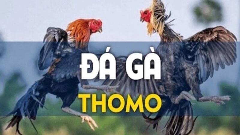 Đá gà thomo - Tựa game hấp dẫn với hàng ngàn khuyến mãi giá trị